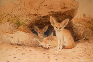 Fennec Fox-Canis cerdo